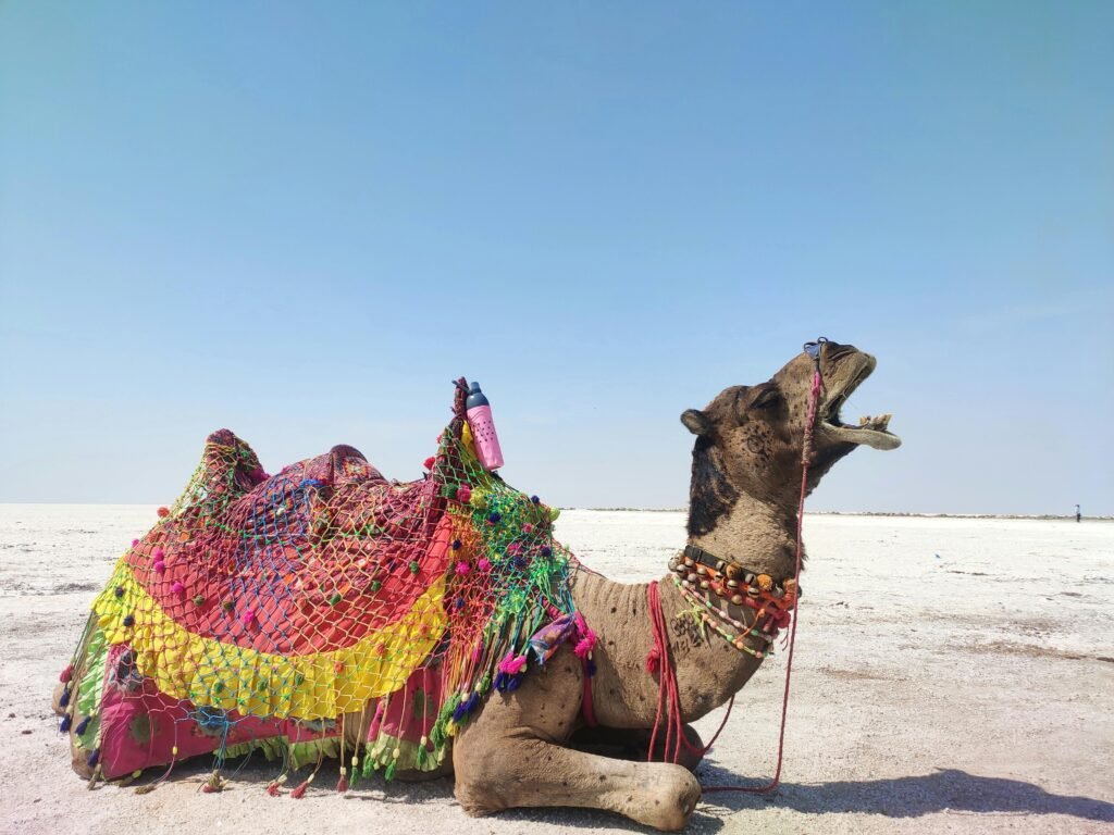 Colorful camel